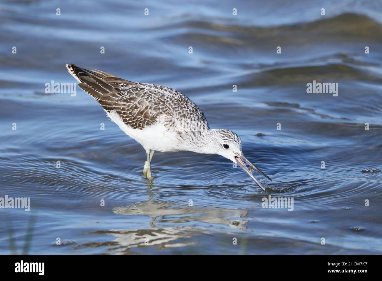 Greenshank già in piumage non riproduzione nel mese di settembre alimentare in acque poco profonde sulla riserva RSPB a Leighton Moss. Foto Stock