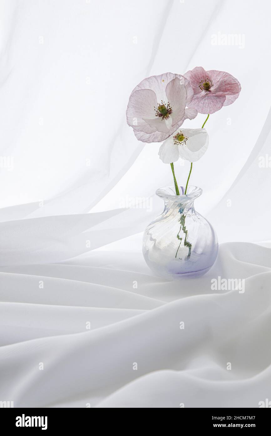 vaso di papaveri Foto Stock