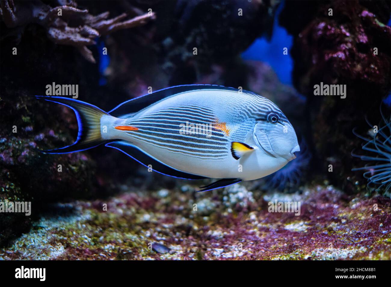 Sohal Surgeonfish sott'acqua Foto Stock