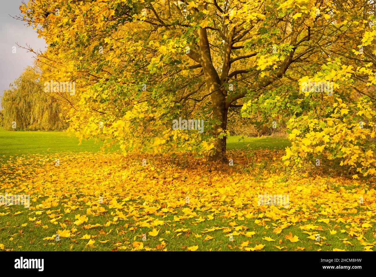 Autunno foglie regno unito autunno alberi autunno regno unito alberi con autunno foglie alberi con colori autunno Toton Nottinghamshire Inghilterra gb Europa Foto Stock