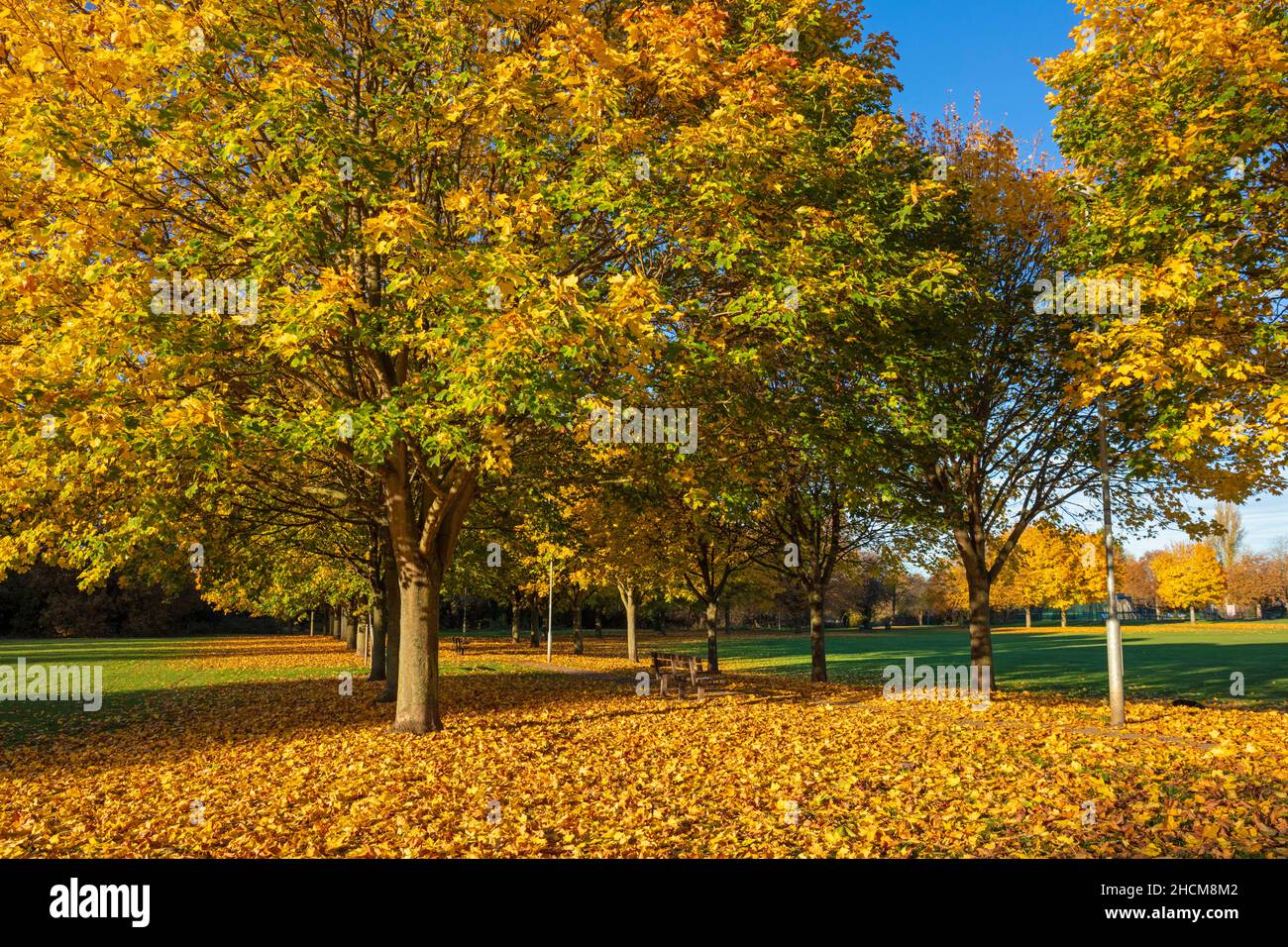 Autunno foglie regno unito autunno alberi Autunno regno unito Avenue of Trees con autunno foglie fila di alberi con colori autunnali Toton Nottinghamshire Inghilterra gb Europa Foto Stock