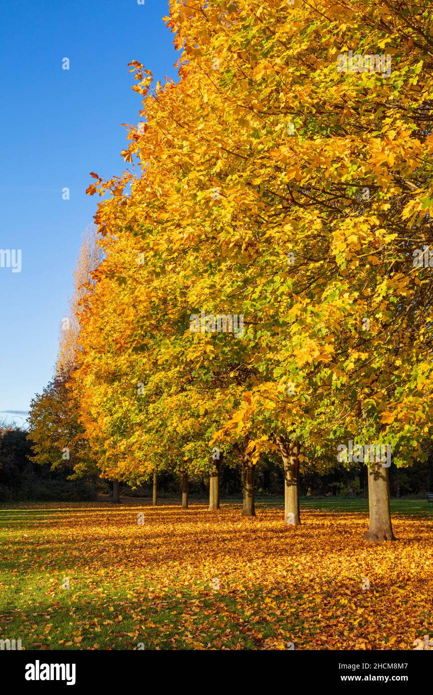 Autunno foglie regno unito autunno alberi Autunno regno unito Avenue of Trees con autunno foglie fila di alberi con colori autunnali Toton Nottinghamshire Inghilterra gb Europa Foto Stock