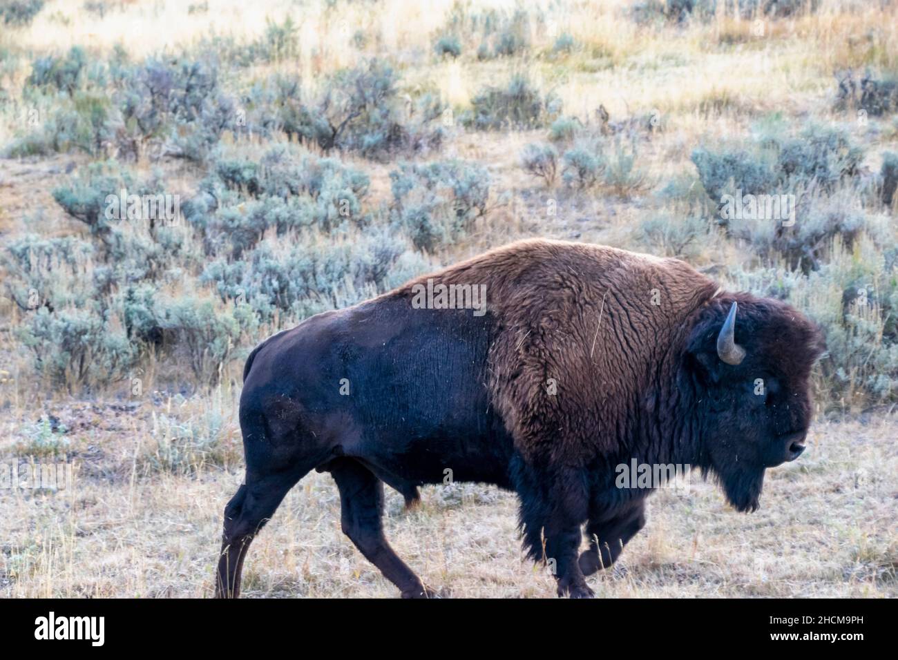 Un grosso bisonte maschio che pascola nel pennello salvia Foto Stock