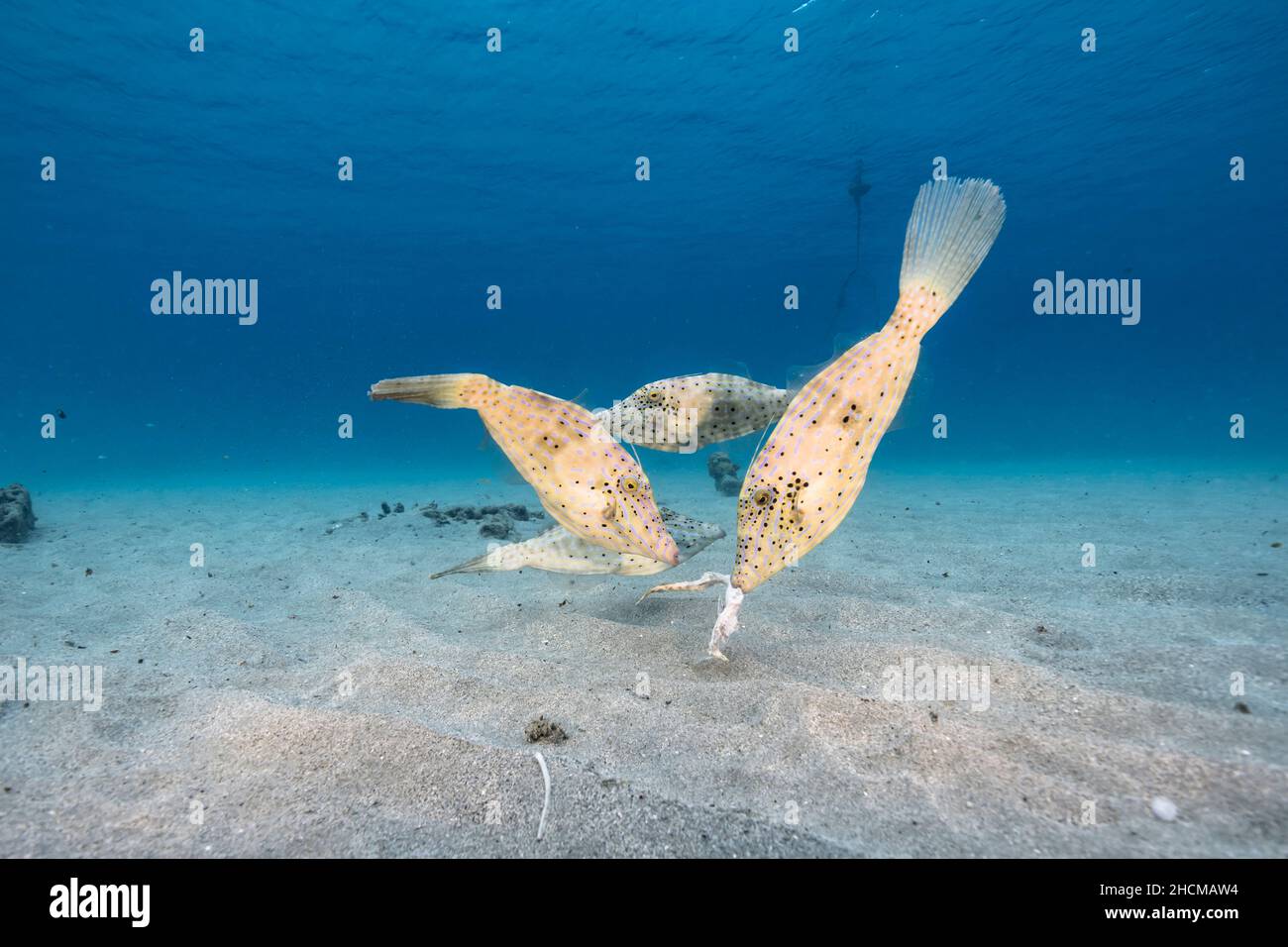 Stagcape con filefish, corallo, e spugna nella barriera corallina del Mar dei Caraibi, Curacao Foto Stock