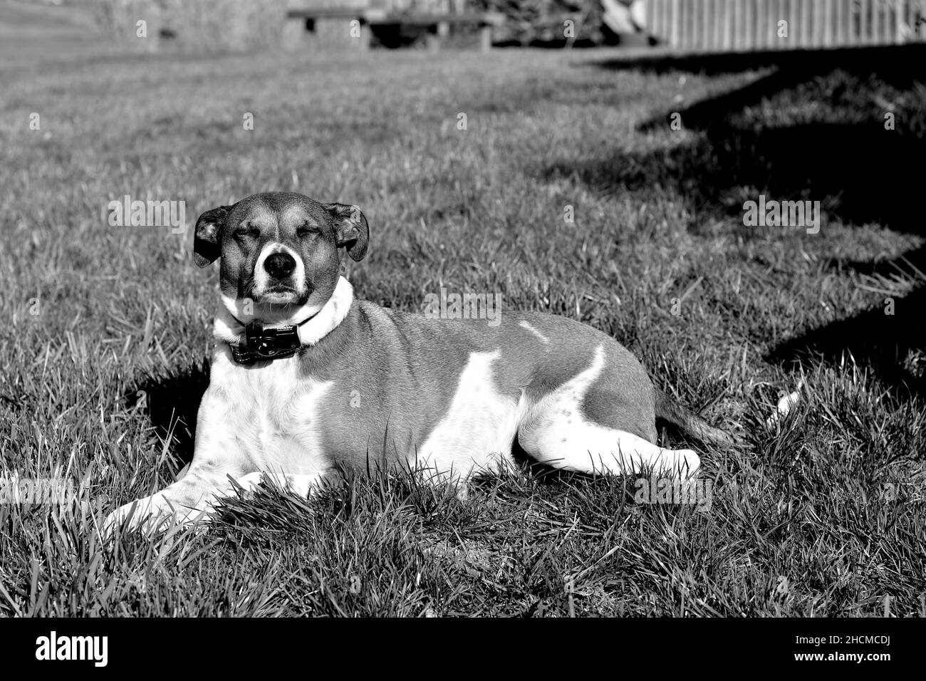 Closeup sparato in B&W di un cane terrier Jack Russel seduto sull'erba con gli occhi chiusi Foto Stock