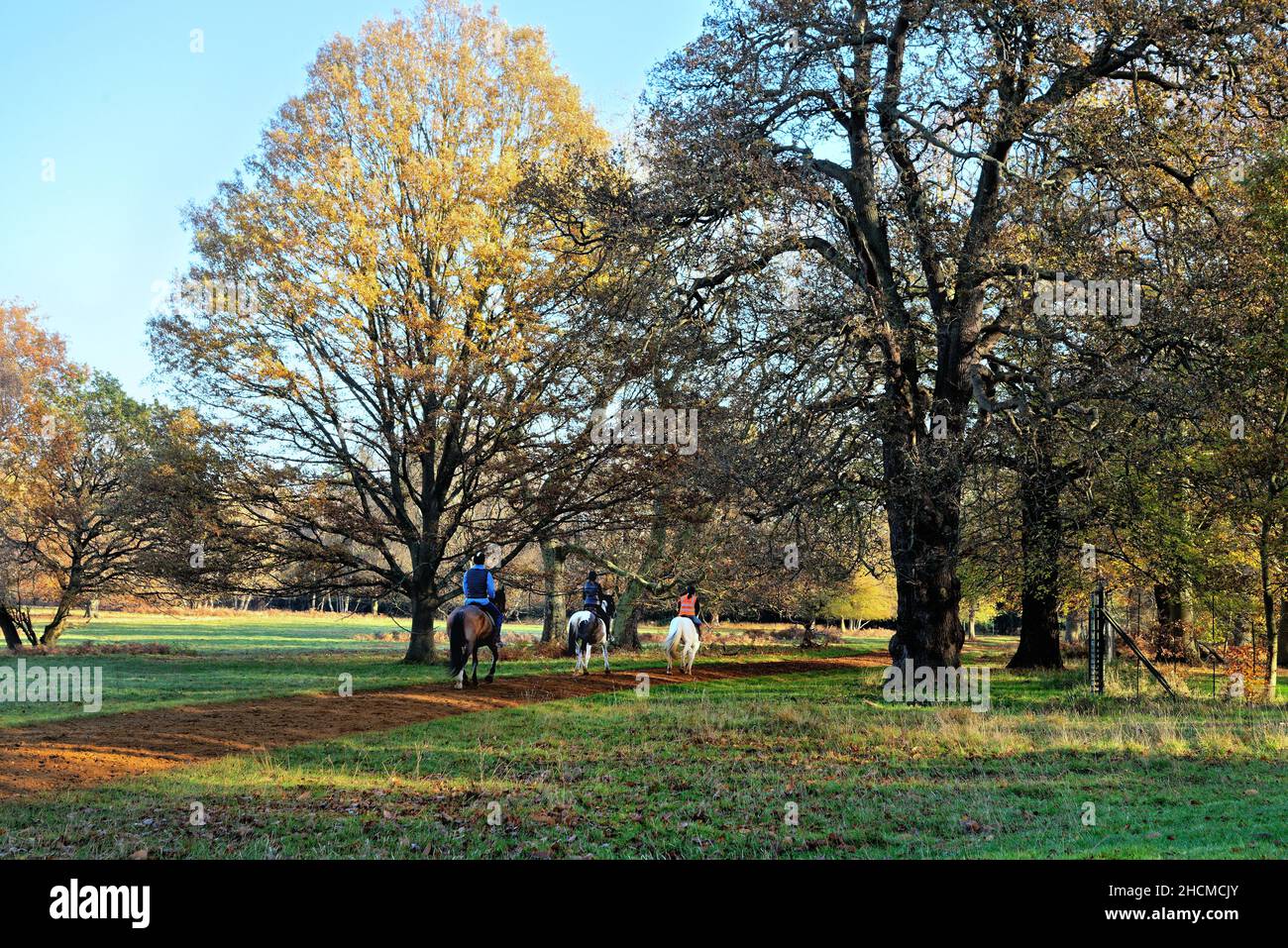 Tre cavalieri a Windsor Great Park durante il giorno d'inverno soleggiato, Berkshire Inghilterra UK Foto Stock