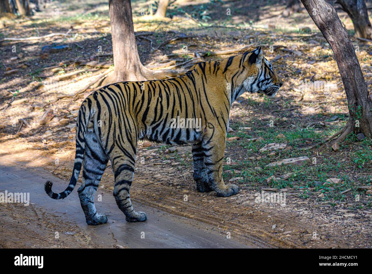 Tigre maschile nella foresta di Ranthambore Foto Stock