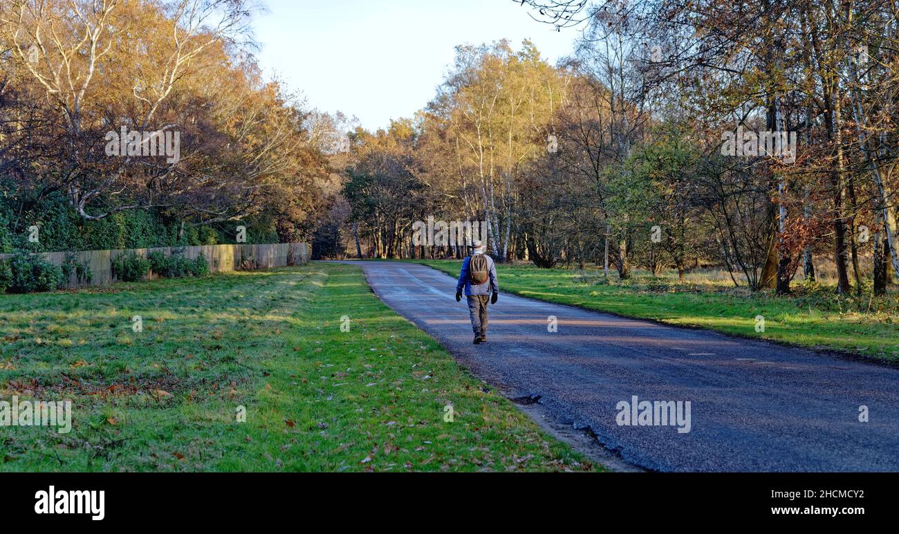 Un camminatore solista su una strada di campagna a Windsor Great Park in un giorno d'inverno, Berkshire Inghilterra Regno Unito Foto Stock