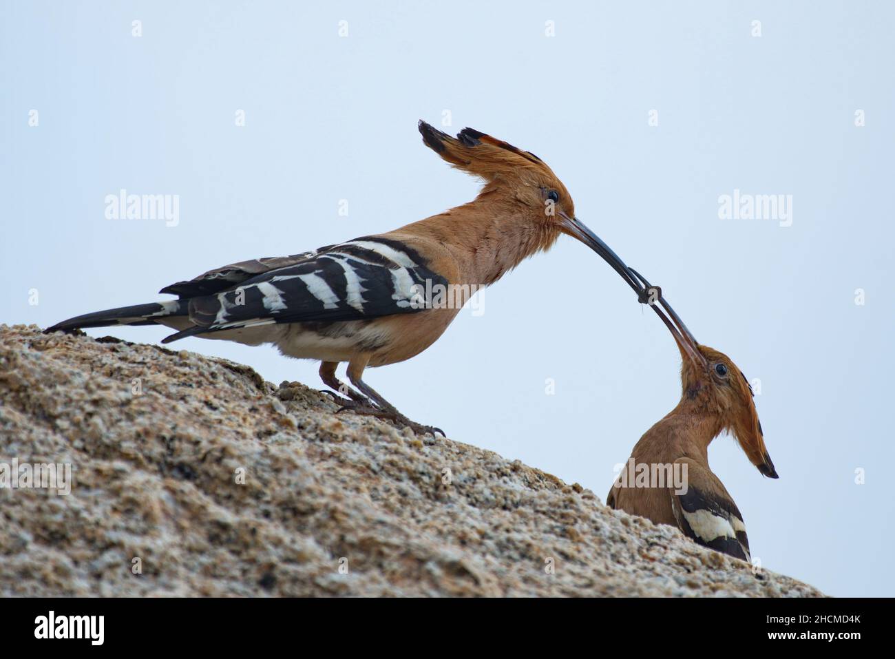 Due uccelli di hoopoe a testa marrone in piedi su una roccia con un cibo nel becco che alimenta l'altro Foto Stock