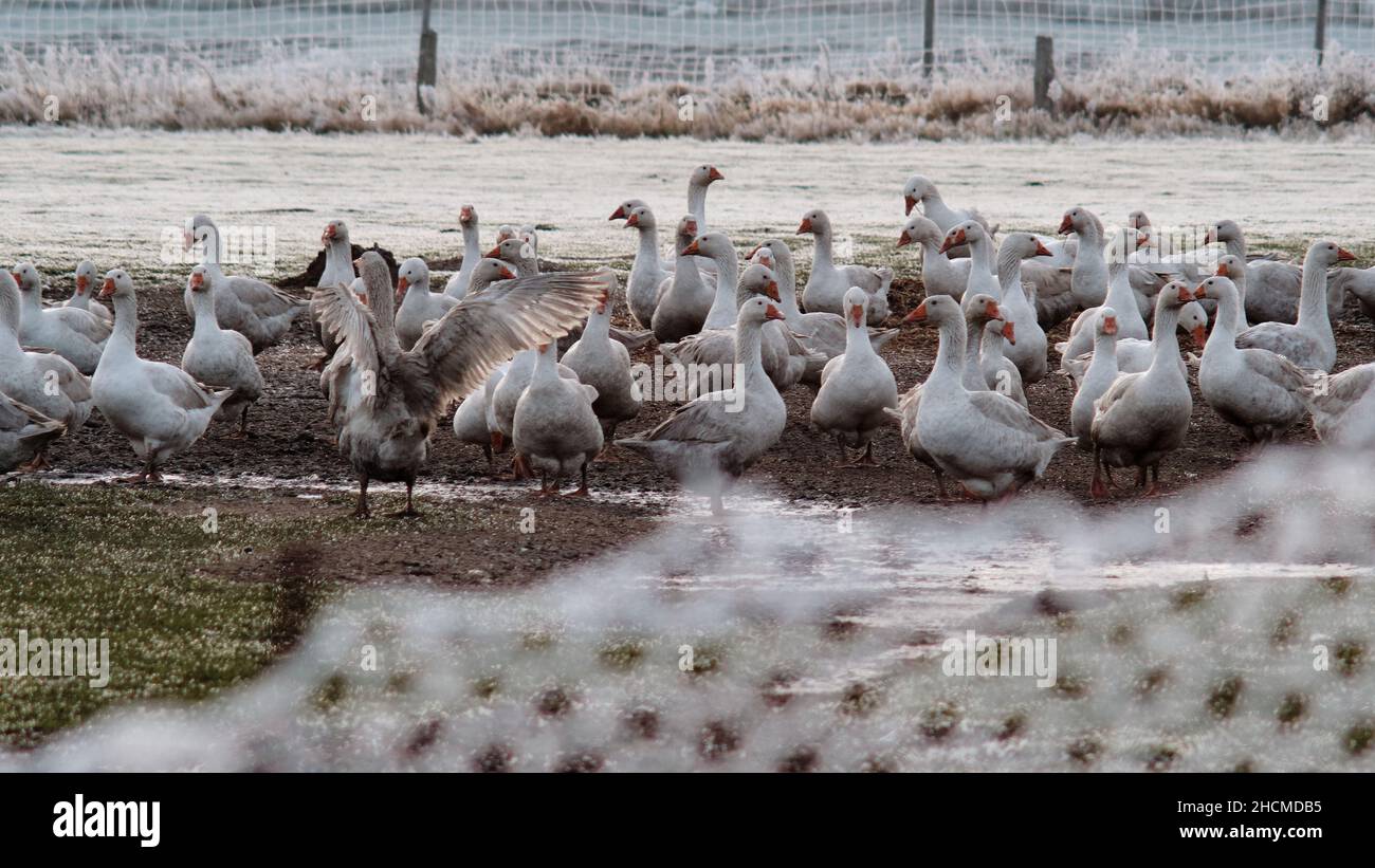 22 dicembre 2021, bassa Sassonia, Brunswick: Libera riproduzione di oche spostare su un pascolo. Al di sopra delle relazioni sulla pandemia di Corona, un altro dramma sta attualmente suonando in gran parte inosservato: "Stiamo vivendo la più forte epidemia di influenza aviaria mai verificatasi in Germania e in Europa", ha dichiarato l'Istituto Friedrich Loeffler (FLI) sull'isola di Riems all'Agenzia stampa tedesca. Ogni giorno vengono aggiunti nuovi casi, e non solo negli uccelli selvatici. Foto: Stefan Jaitner/dpa Foto Stock