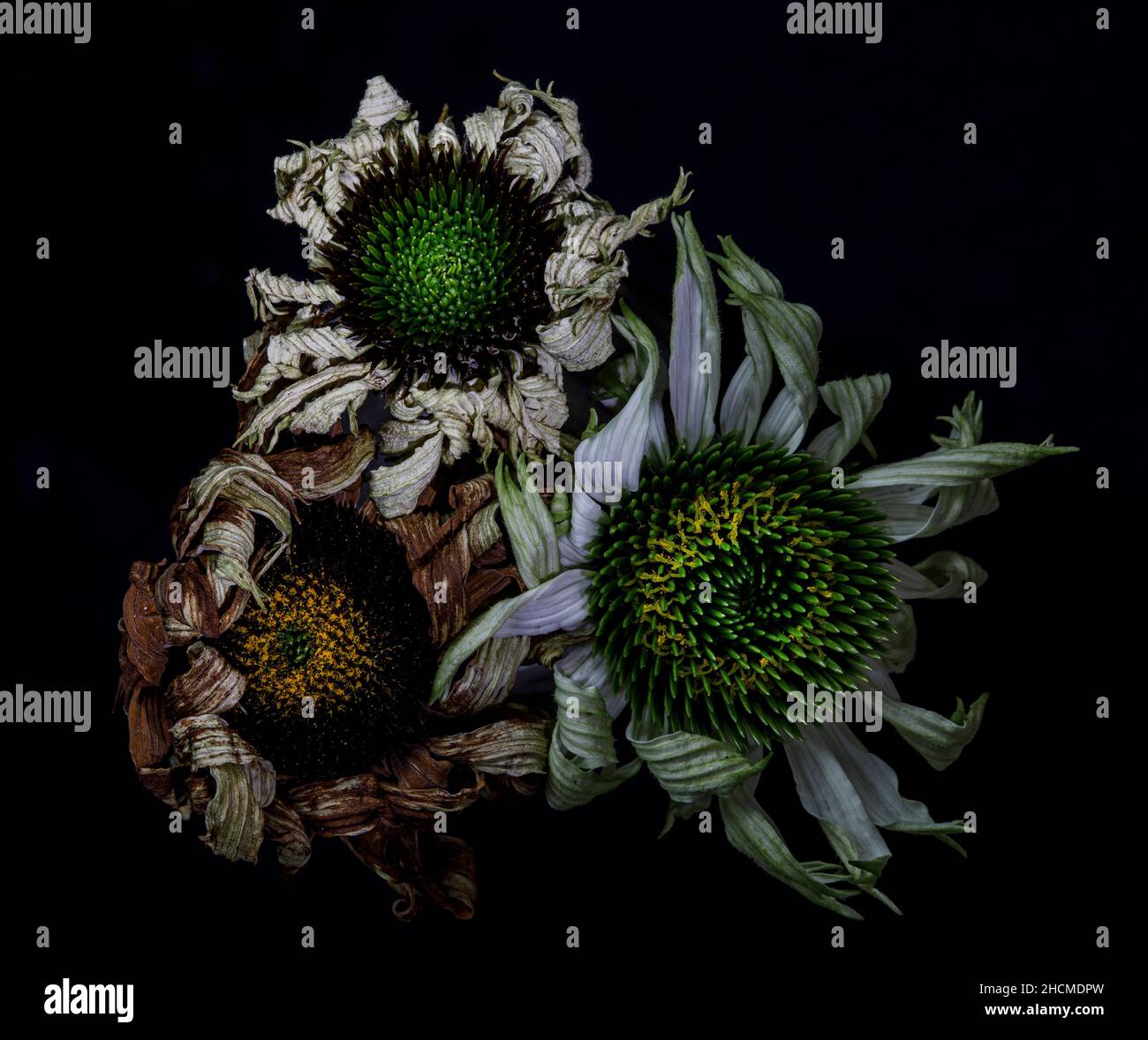 tre echinacea morente Foto Stock