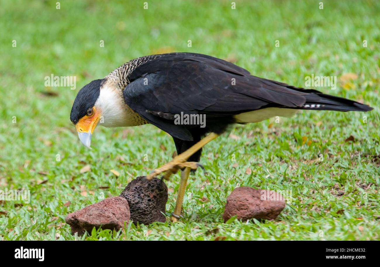 La caracara crestata meridionale (Caracara plancus) si erge da sola, un uccello di preda della famiglia Falconidae, che è limitata al centro Foto Stock