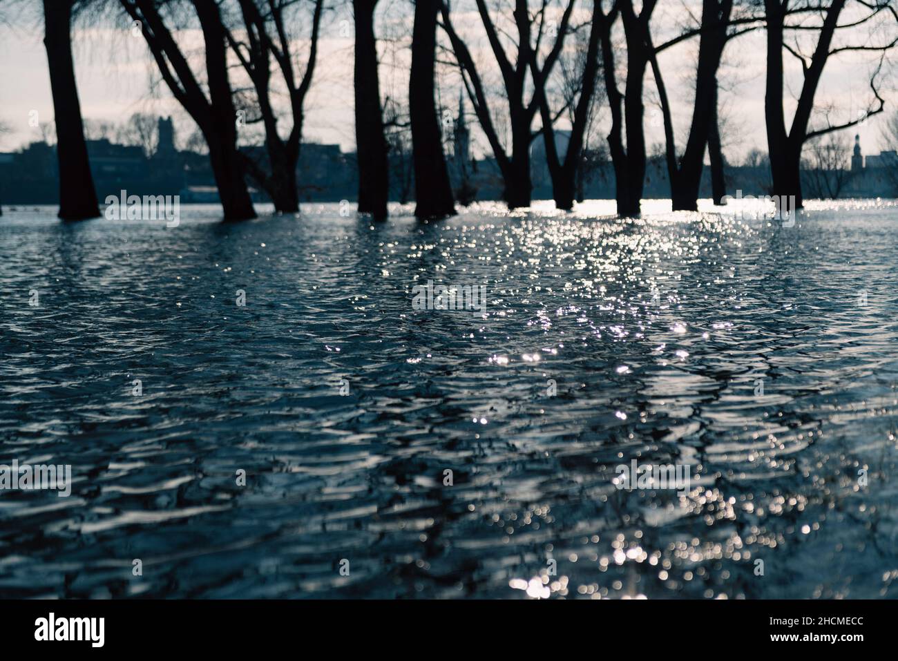 Gli alberi sulla riva del Reno erano allagati in una giornata di sole e il sole si riflette nell'acqua blu scuro. Foto Stock