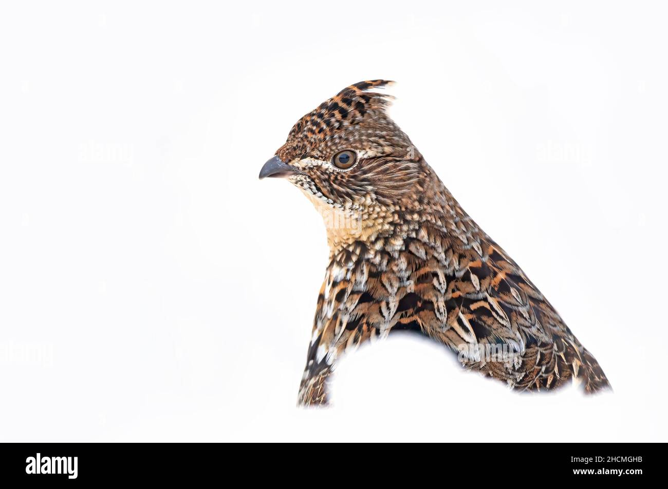 Ravvicinato al gabbiano arrugginito isolato su uno sfondo bianco camminando nella neve invernale a Ottawa, Canada Foto Stock