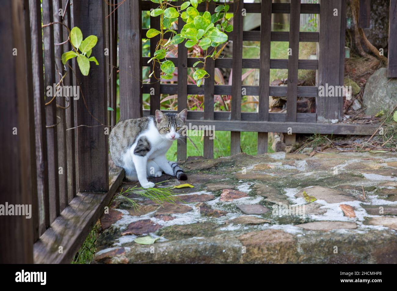 Adorabile caccia soffice gatto nel cortile Foto Stock