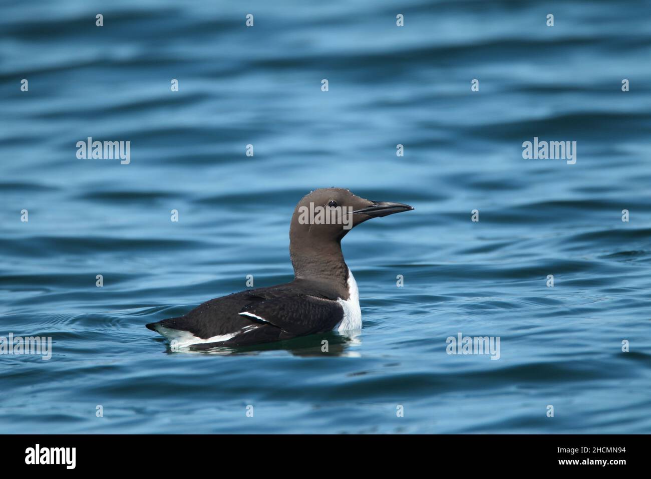 Guillemot in una baia sabbiosa poco profonda vicino all'isola di Handa dove si riproducono, questo è l'habitat ideale per le campane di sabbia per nutrire i pulcini che possono avere. Foto Stock