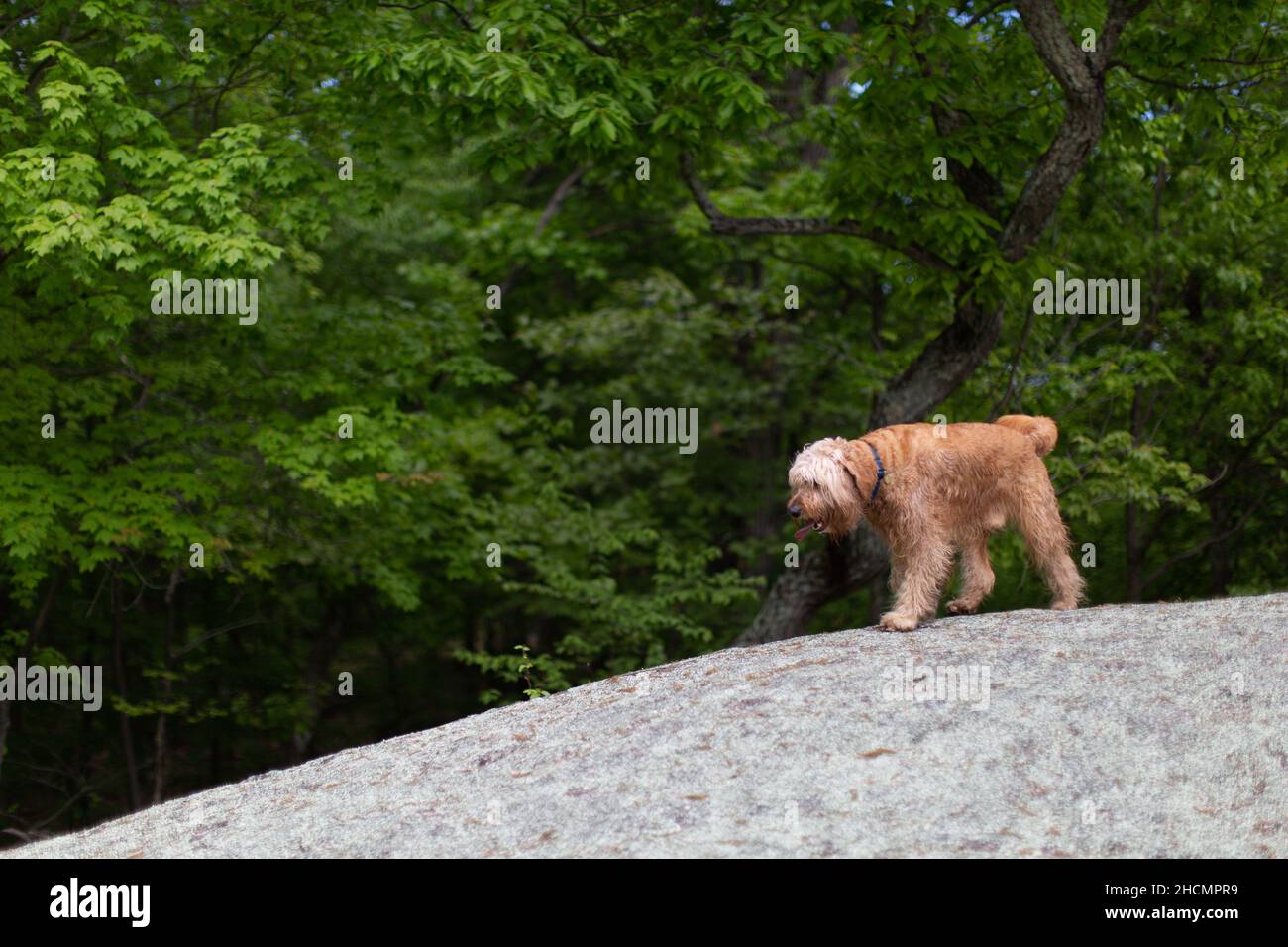 Adorabile e soffice cane che cammina sulla roccia nel parco Foto Stock