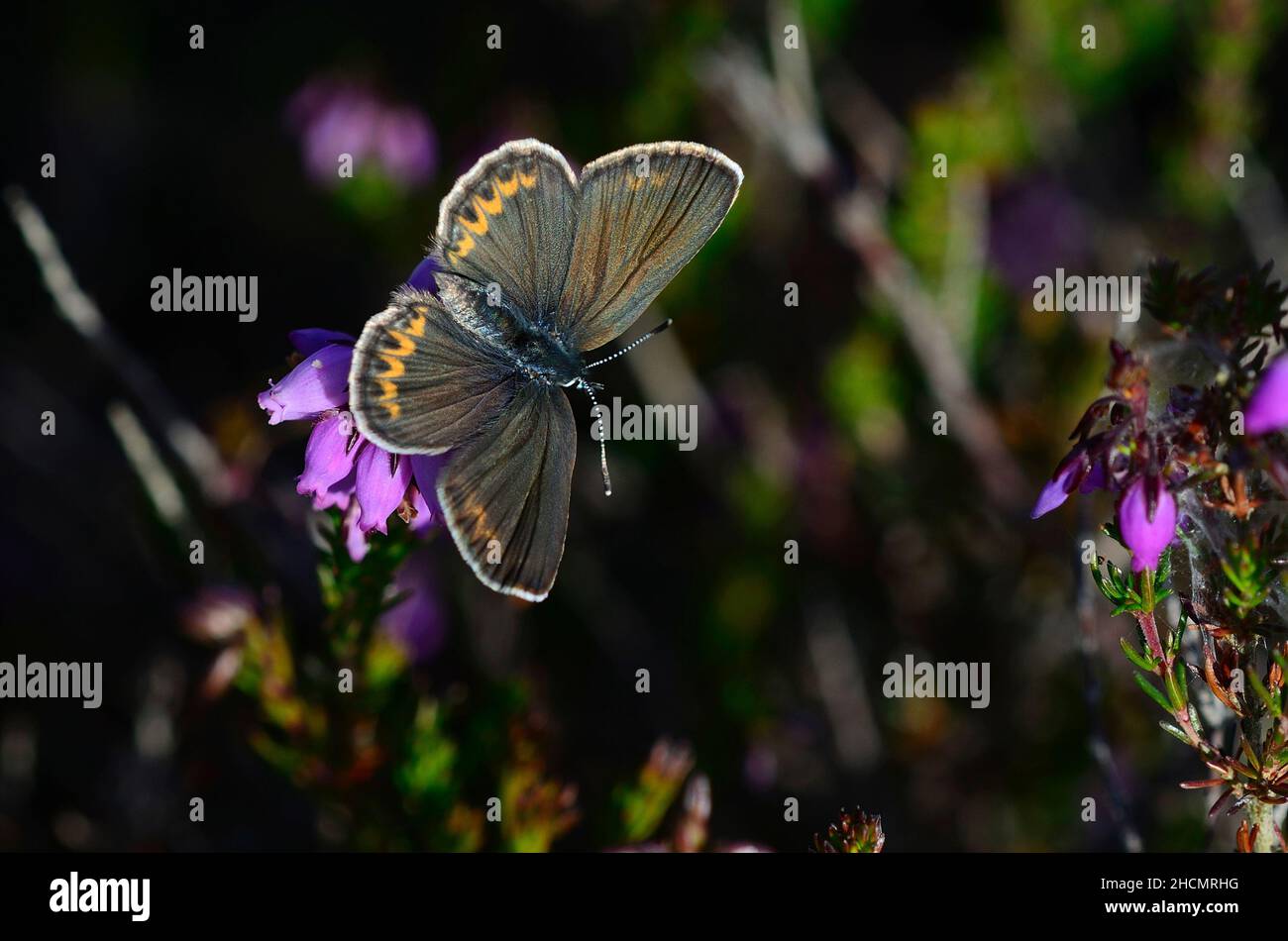 Femmina farfalla blu con borchie d'argento a riposo sull'erica campanaria. Foto Stock