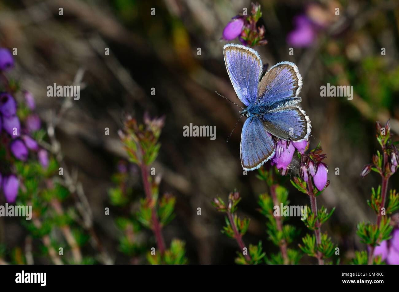 Farfalla blu maschio con borchie d'argento a riposo sull'erica campanaria. Foto Stock