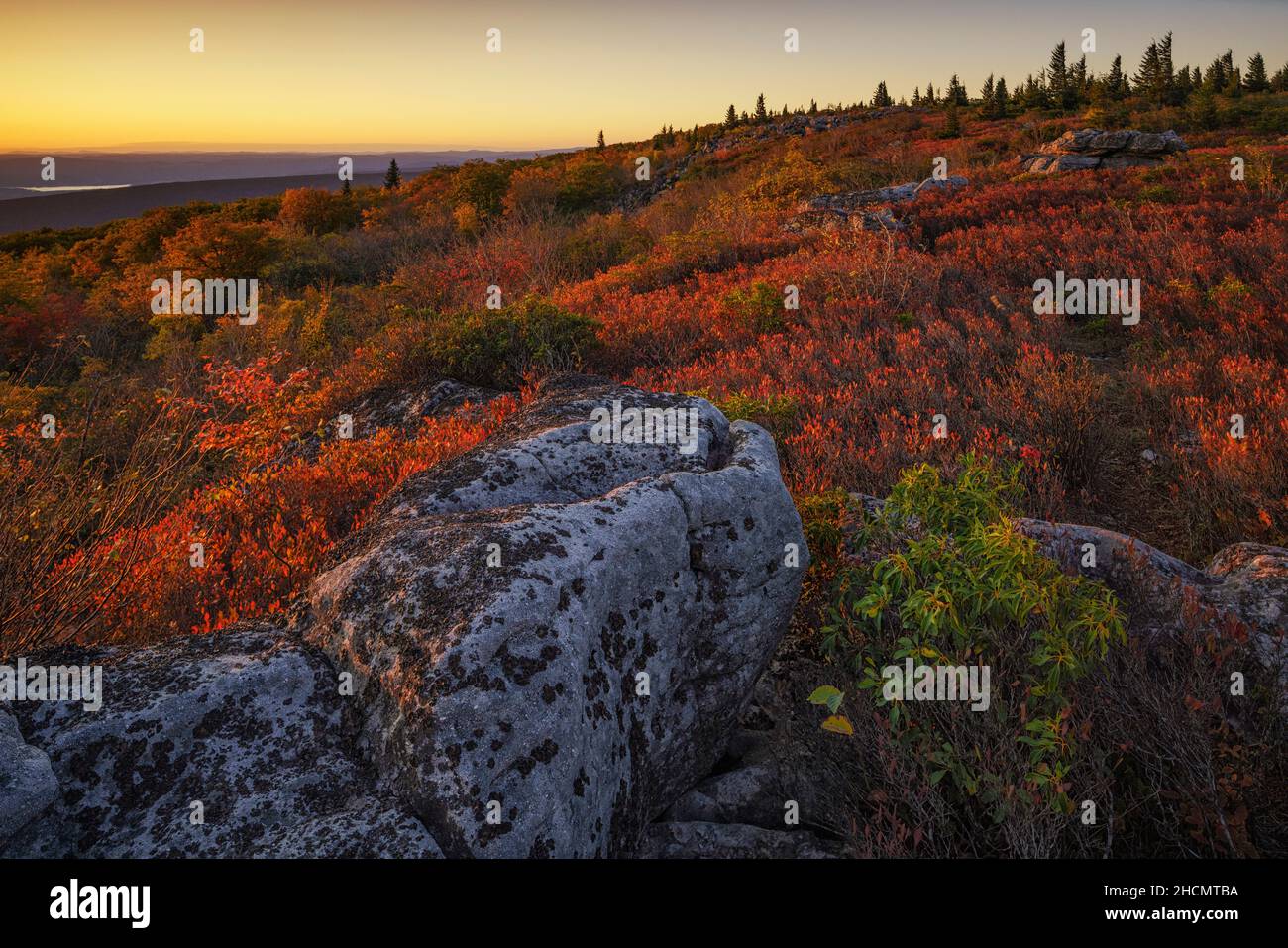 Il colore autunnale al Dolly Sods Wilderness nel West Virginia Foto Stock