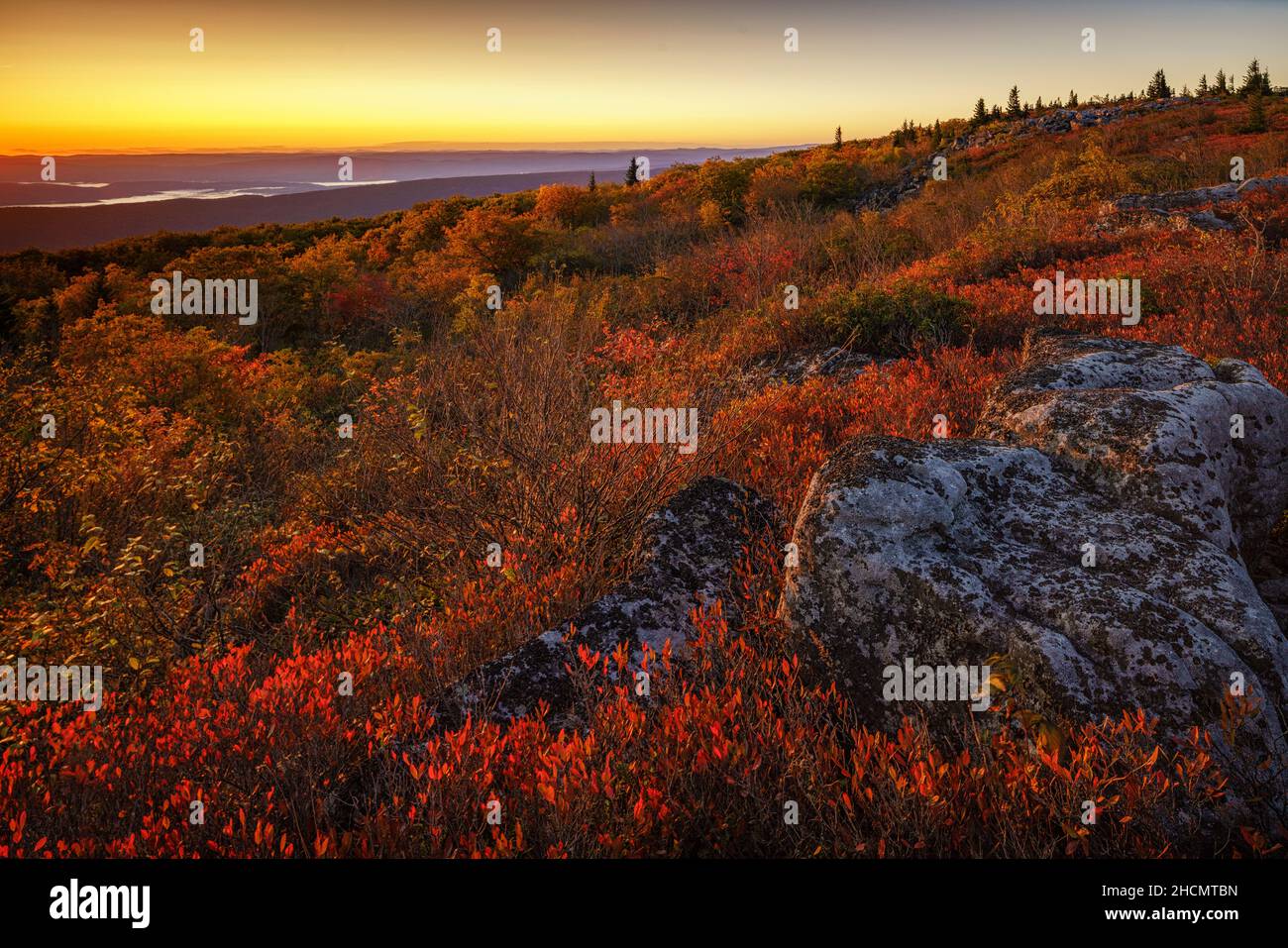 Il colore autunnale al Dolly Sods Wilderness nel West Virginia Foto Stock