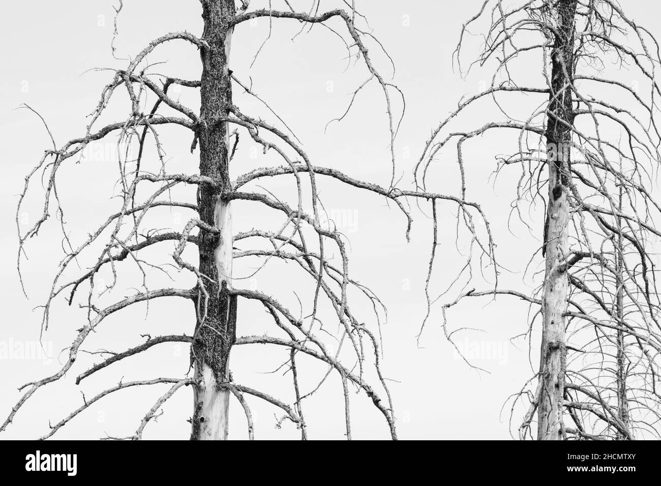 Ponderosa Pines tra la foresta bruciata nel Parco Nazionale del Bryce Canyon Foto Stock
