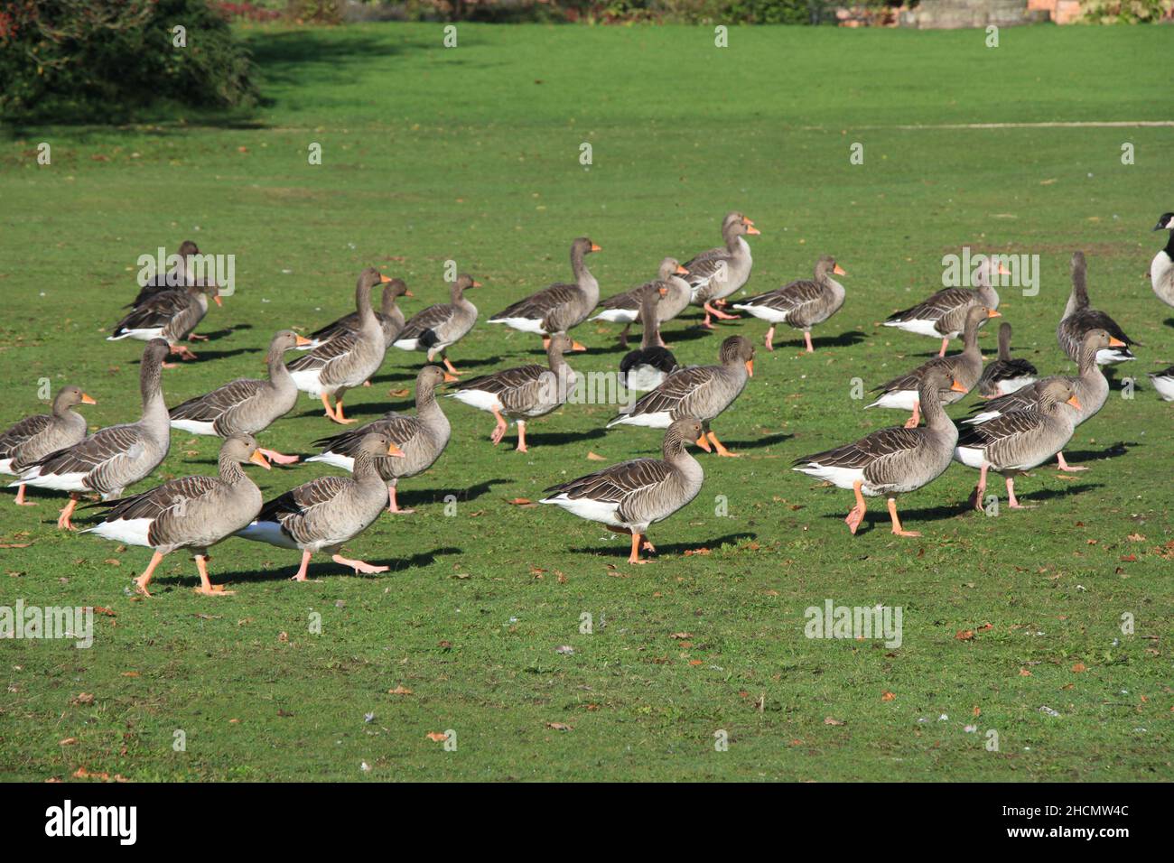 Clumber Park, Nottinghamshire, Inghilterra Foto Stock