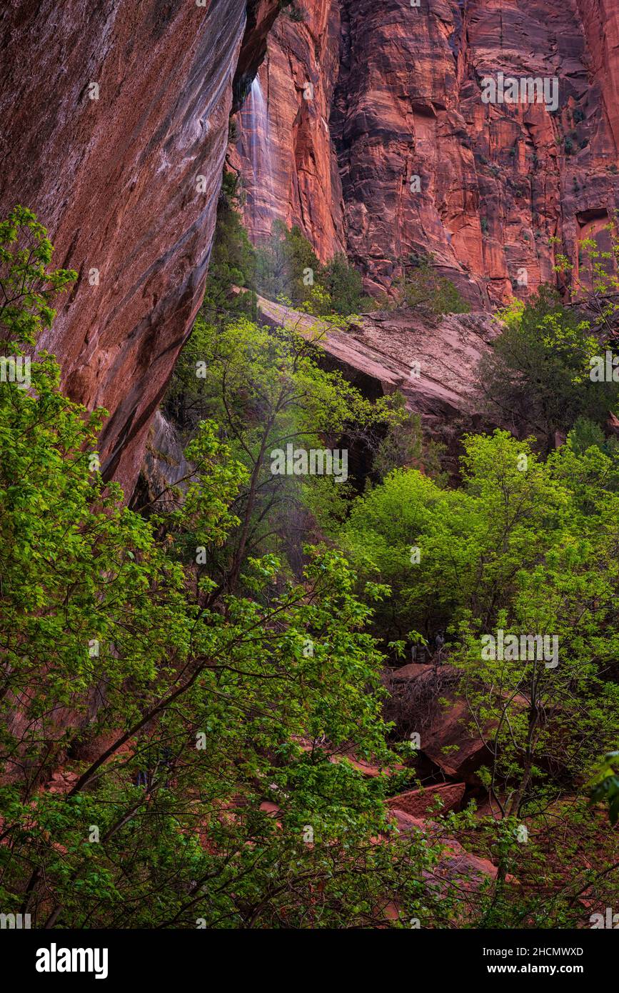 Emerald Pools escursione nel Parco Nazionale di Zion Foto Stock