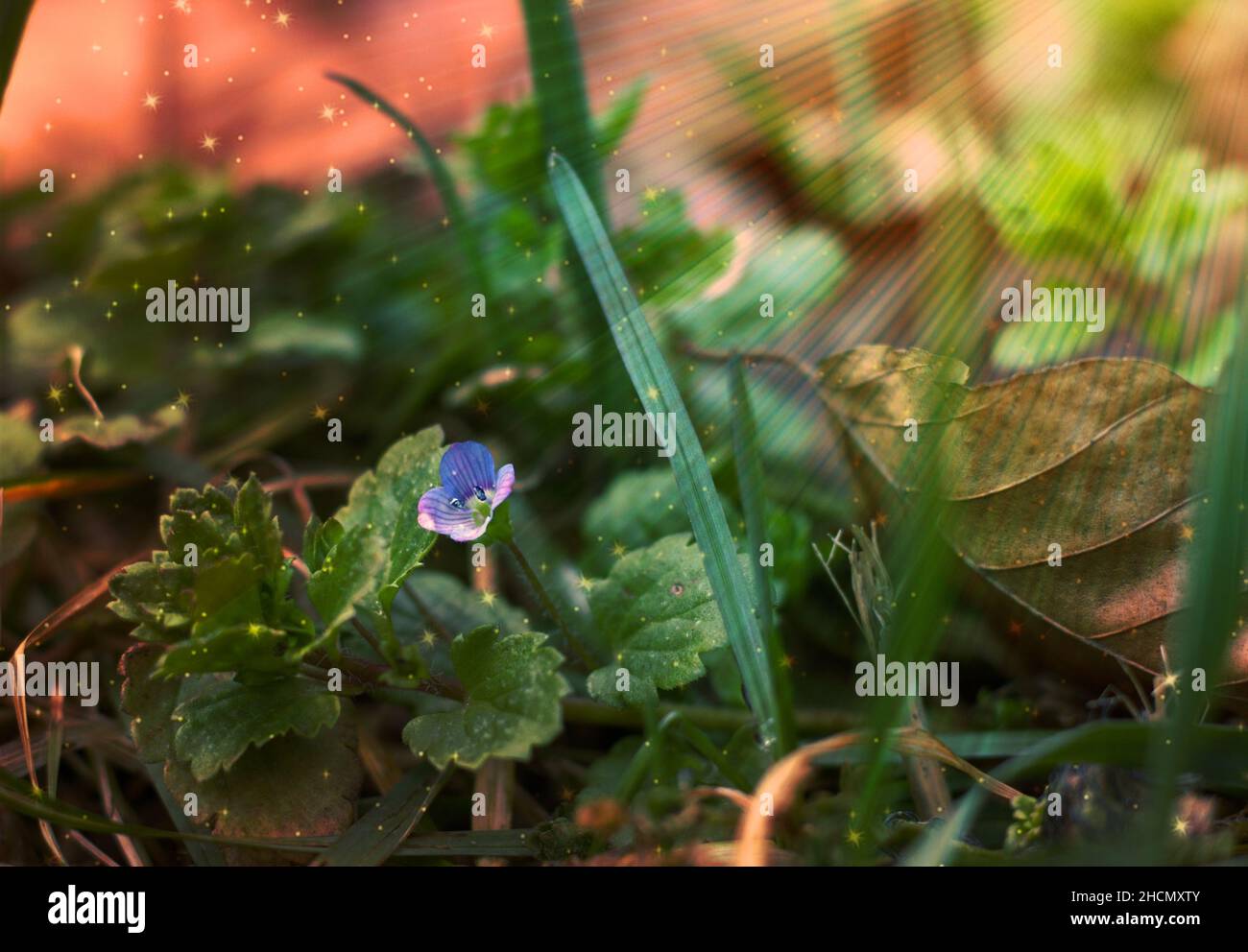 Primo piano di un campo-speedwell comune in sfondo naturale sfocato Foto Stock