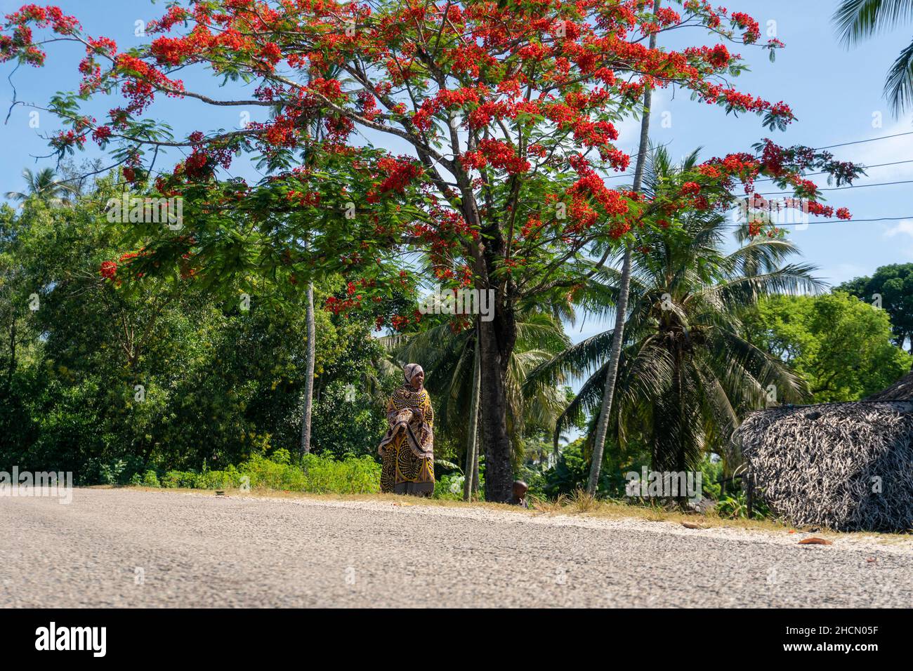 PEMBA, TANZANIA - GENNAIO 2020: Red Blooming Flamboyant albero vicino alla  strada con la gente africana nera sono in movimento vicino. Fiori rossi  fiore di Acacia in Tanzania Foto stock - Alamy