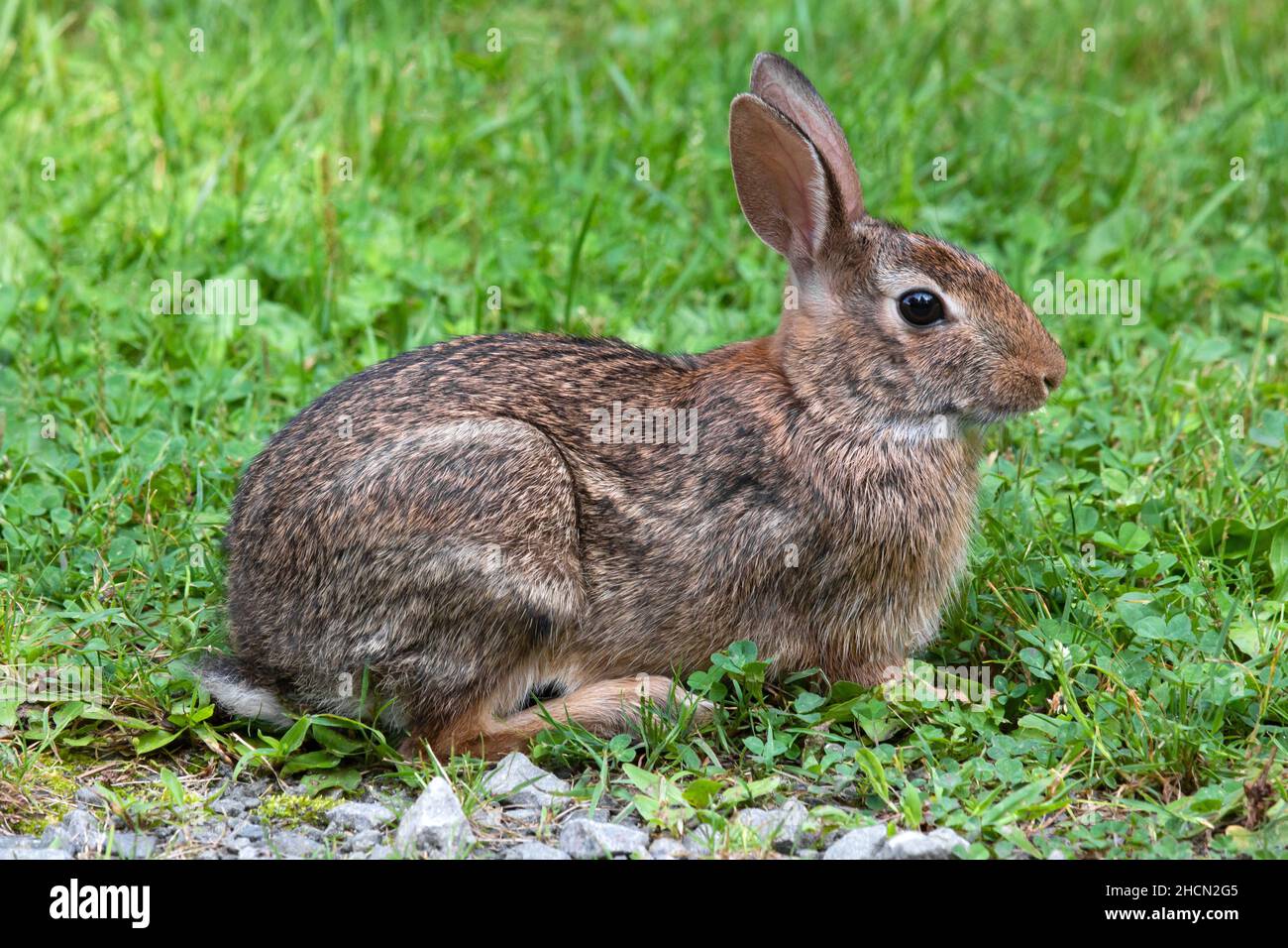 Il coniglio di Cottontail orientale è il coniglio diffuso più largo dell'America del Nord orientale e trovato vicino all'abitazione umana. È preda per molte specie Foto Stock