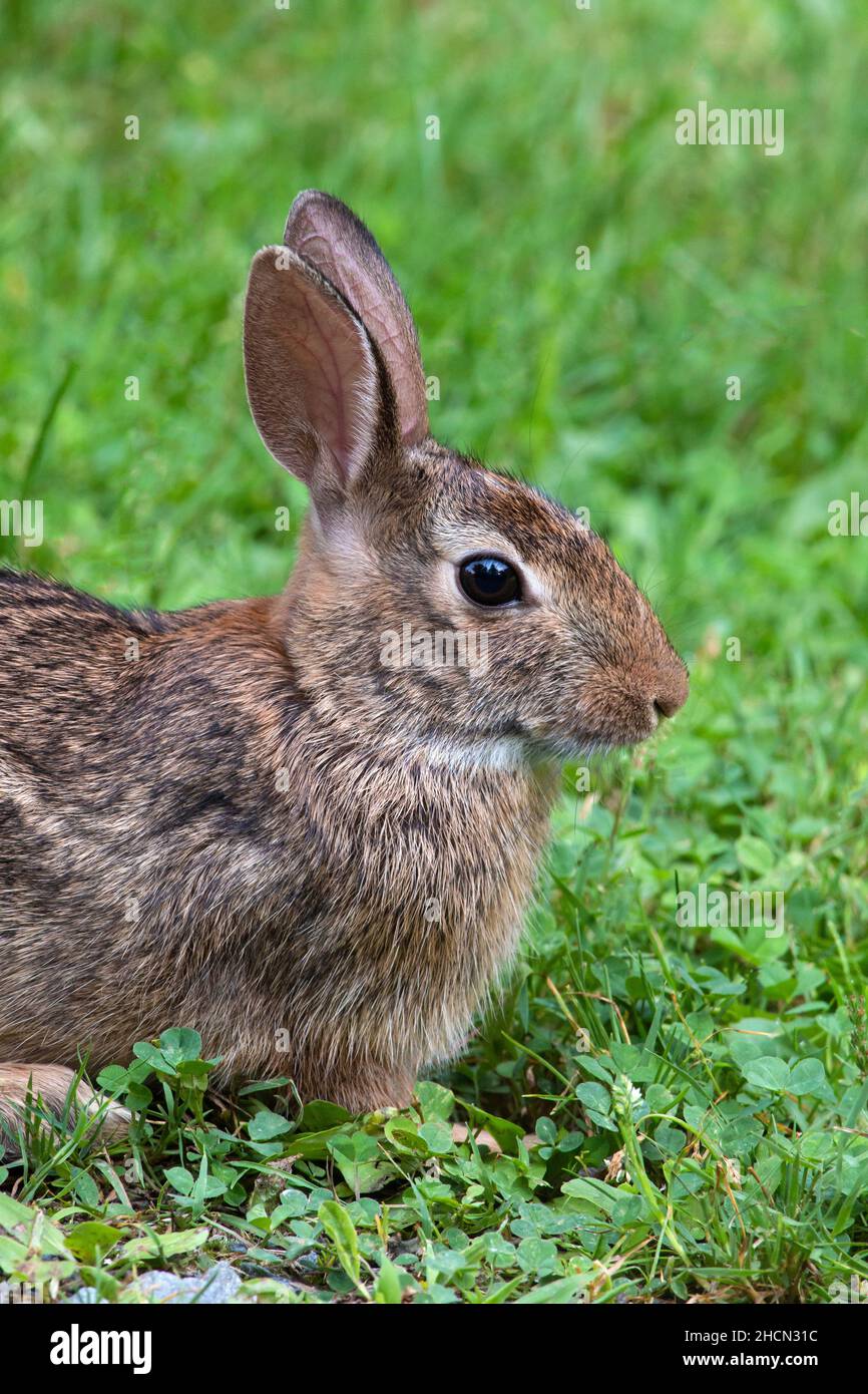 Il coniglio di Cottontail orientale è il coniglio diffuso più largo dell'America del Nord orientale e trovato vicino all'abitazione umana. È preda per molte specie Foto Stock