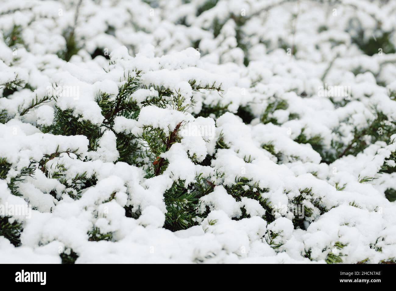 Ghiacciato Evergreen Bush coperto di neve durante Blizzard Foto Stock
