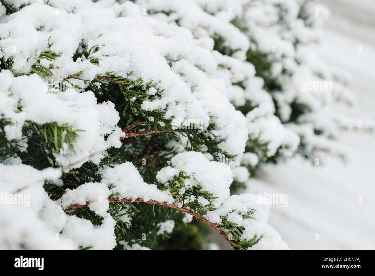 Ghiacciato Evergreen Bush coperto di neve durante Blizzard Foto Stock