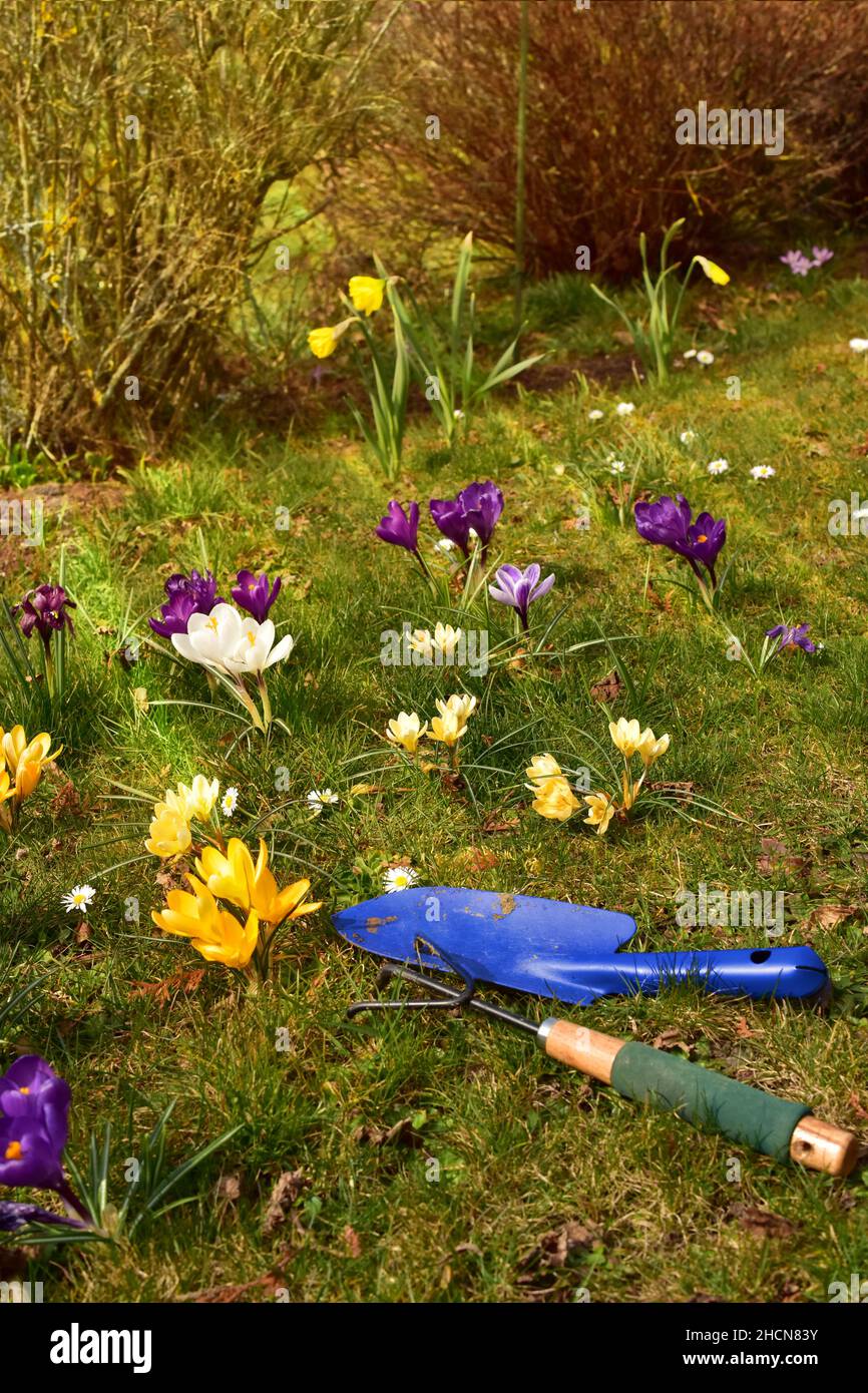 erba e fiori dall'alto con una pala blu Foto Stock