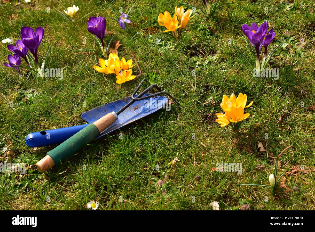 erba e fiori dall'alto con una pala blu Foto Stock