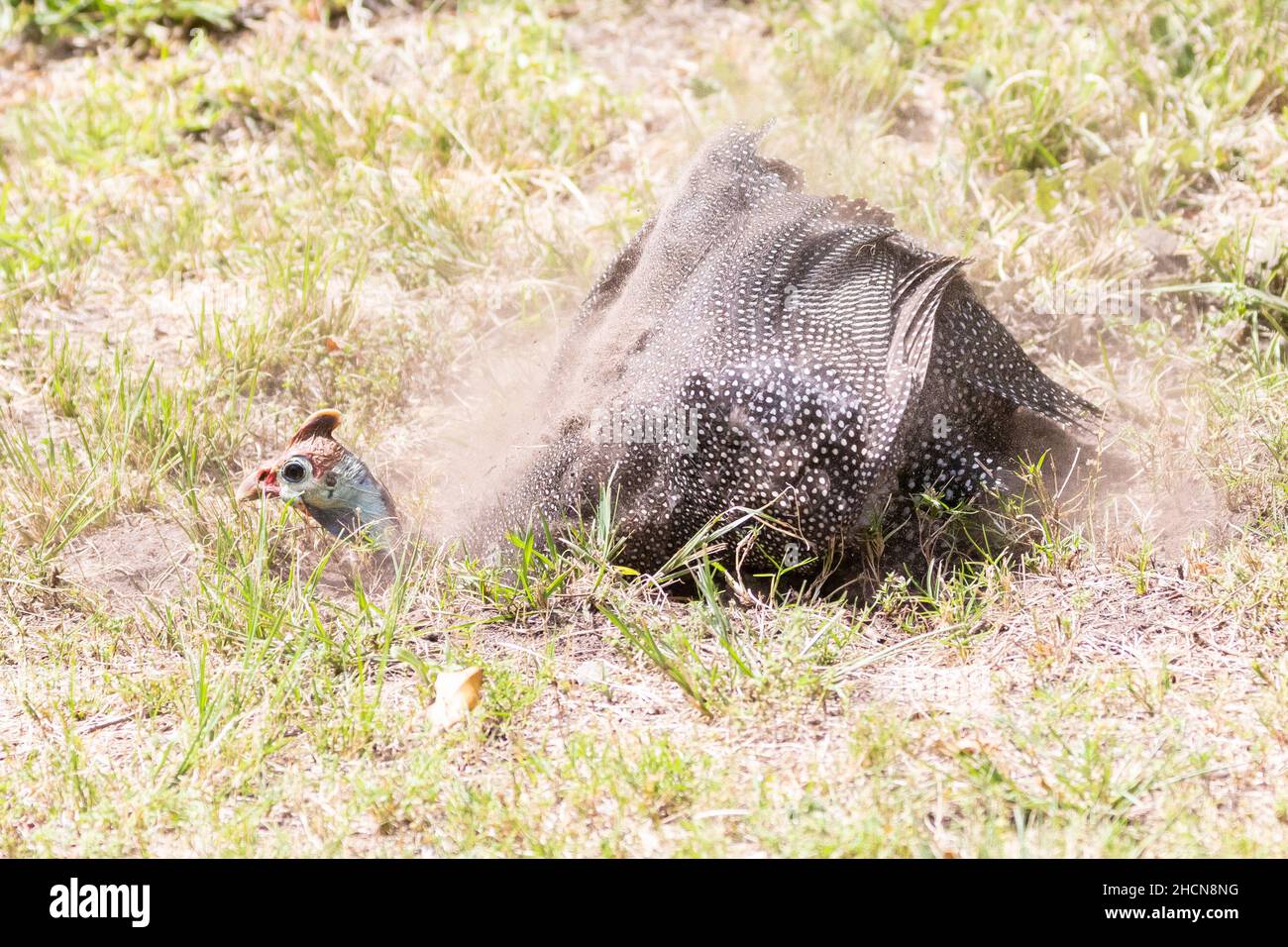 Guineafowl femmina helmeted (Numida meleagris coronata), bagno di polvere, Wilderness, Capo Occidentale, Sudafrica Foto Stock