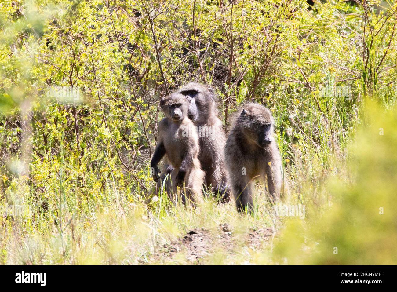 Gruppo familiare di babbuini Chacma (Papio ursinus), in habitat montano forestale Capo Occidentale, Sudafrica con maschi, femmine e giovani Foto Stock