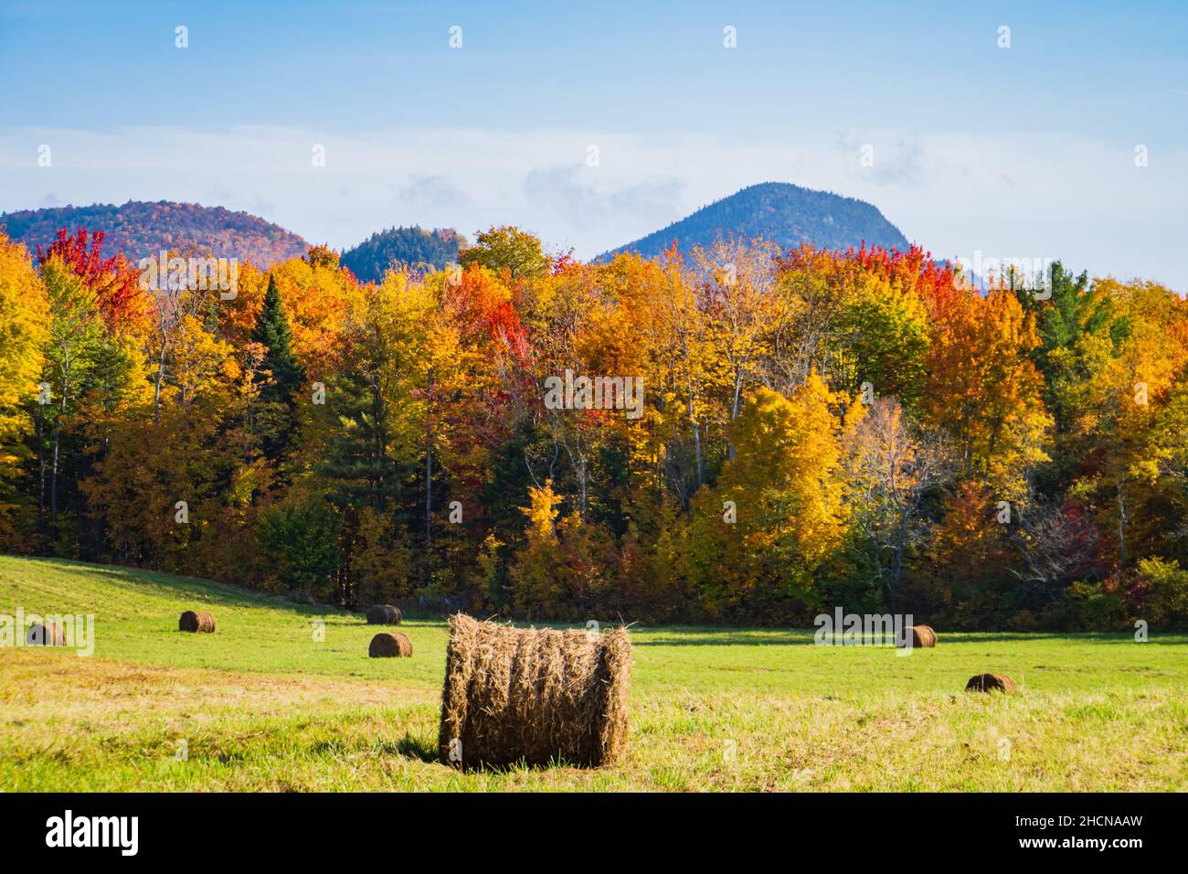 dopo il raccolto balle di fieno sul campo con i colori brillanti autunno fogliame nella foresta sullo sfondo Foto Stock
