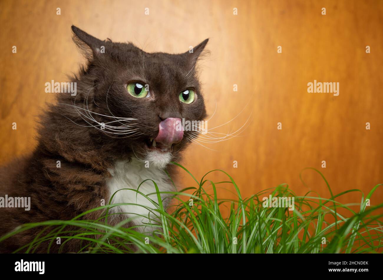 gatto bianco marrone con pelliccia di riccio che lecca le labbra affamate di erba di gatto Foto Stock