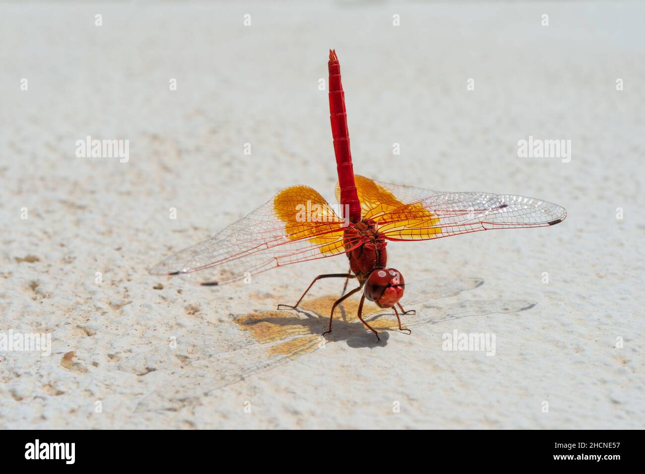 fotografia di una libellula rossa arroccata su una pietra Foto Stock