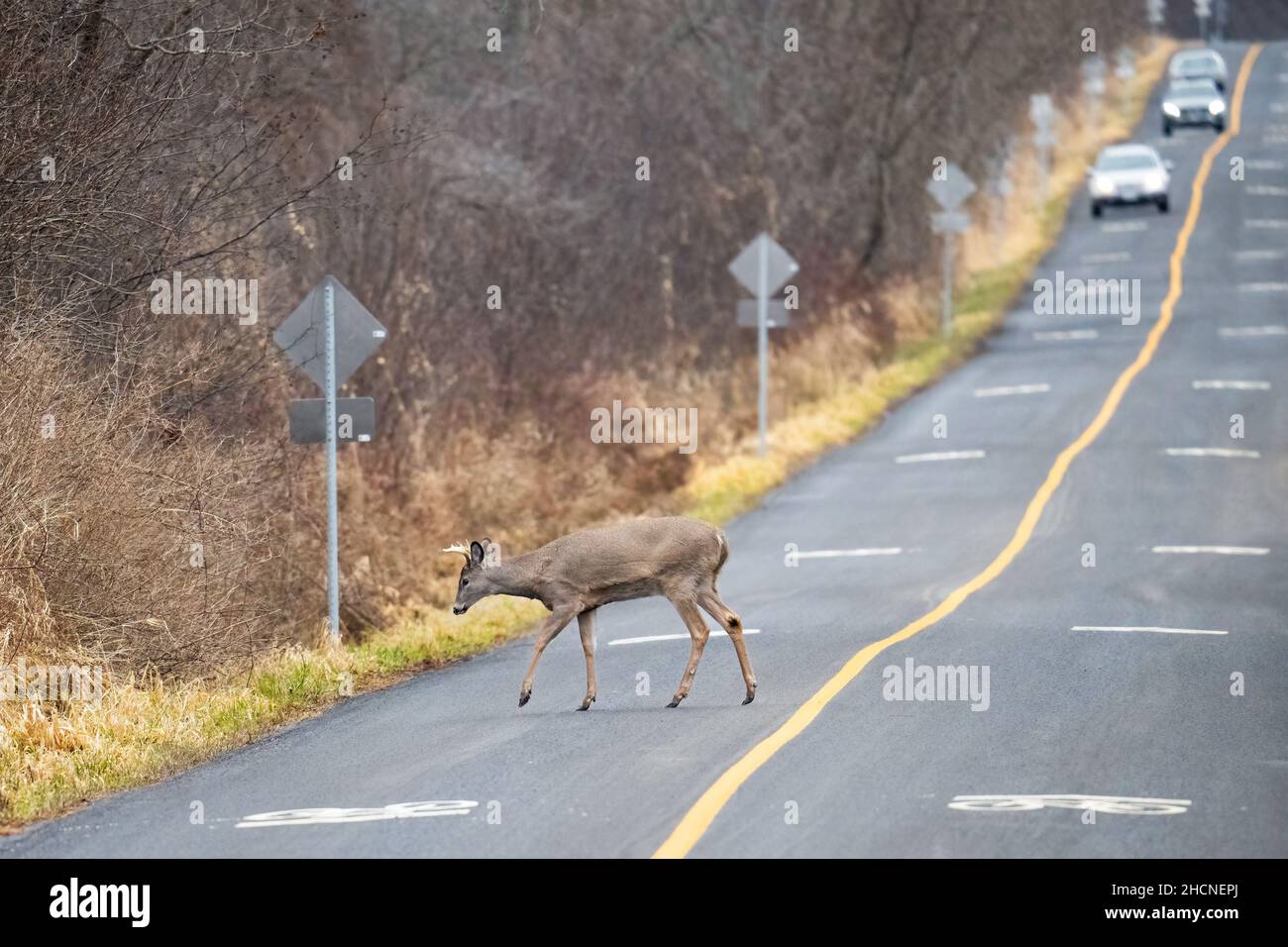 Un giovane buck di cervo dalla coda bianca attraversa la strada presso la Lynde Shores Conservation Area a Whitby, Ontario. Foto Stock