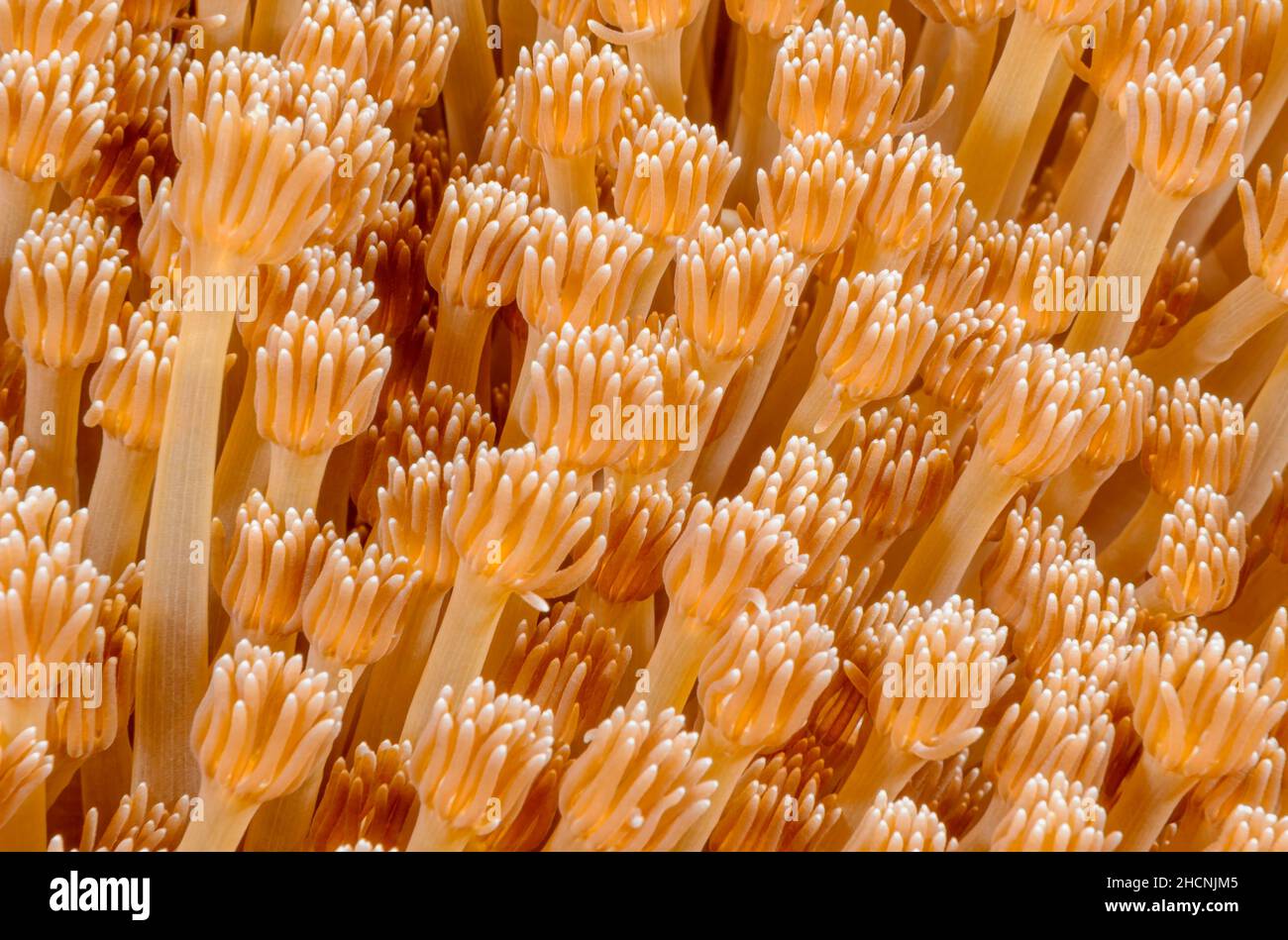 Corallo di flowerpot, Goniopora lobata, Alor, Nusa Tenggara, Indonesia, Pacifico Foto Stock