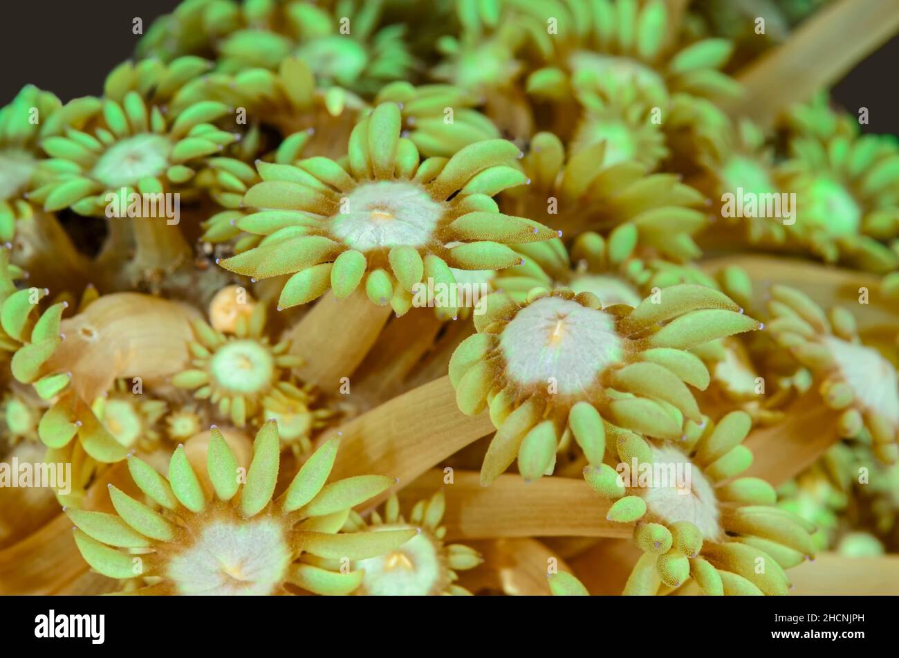 Corallo di flowerpot, Goniopora djiboutiensis, Alor, Nusa Tenggara, Indonesia, Pacifico Foto Stock