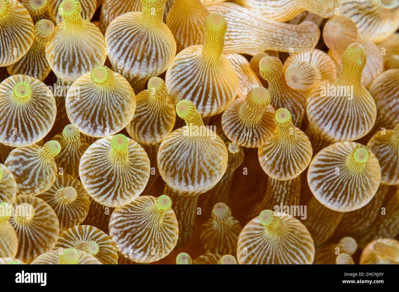 Bampolle-Tentacle Sea Anemone , Entachmaea quadricolor, Alor, Nusa Tenggara, Indonesia, Pacifico Foto Stock