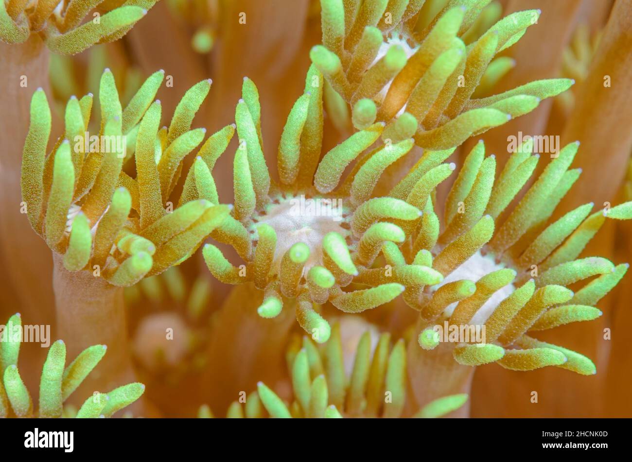 Corallo di flowerpot, polipi di Goniopora palmensis, Alor, Nusa Tenggara, Indonesia, Pacifico Foto Stock