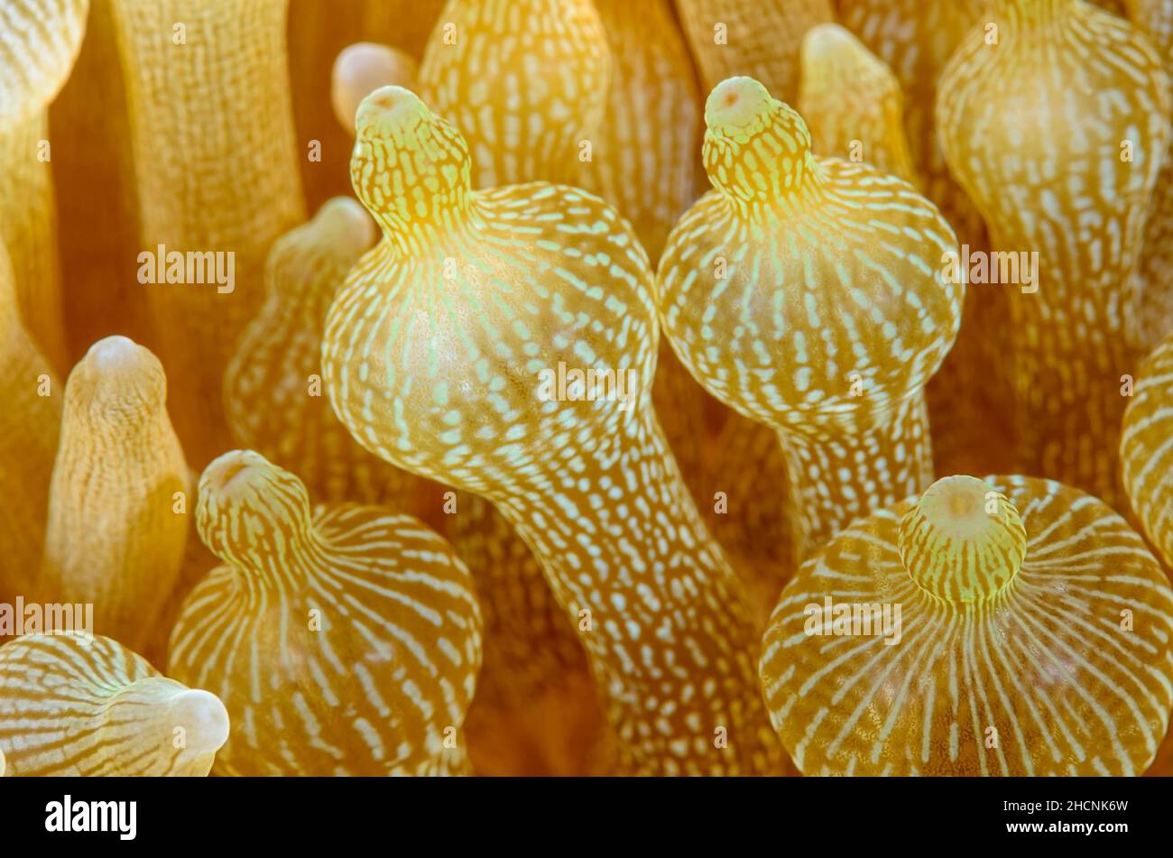 Bampolle-Tentacle Sea Anemone , Entachmaea quadricolor, Alor, Nusa Tenggara, Indonesia, Pacifico Foto Stock