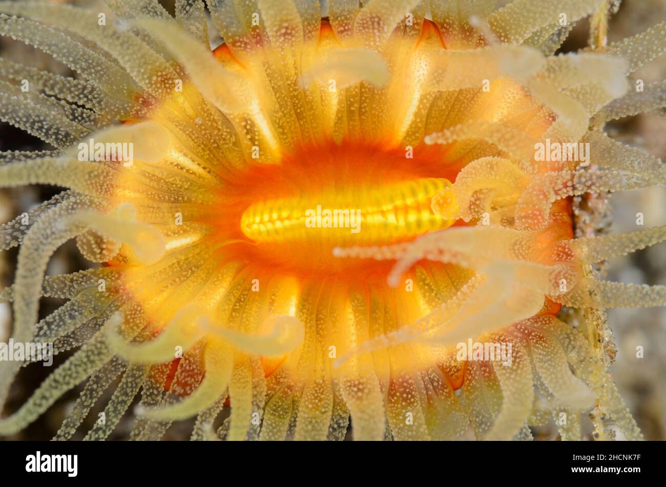 Calice di corallo solitario, Balanophyllia sp., Alor, Nusa Tenggara, Indonesia, Pacifico Foto Stock