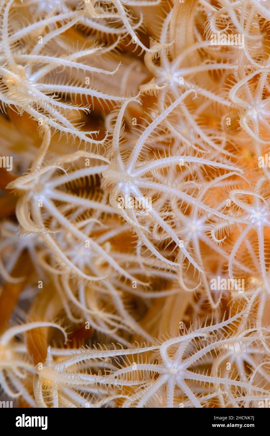 Veretillid SEA Pen, Cavernularia sp., Alor, Nusa Tenggara, Indonesia, Pacifico Foto Stock