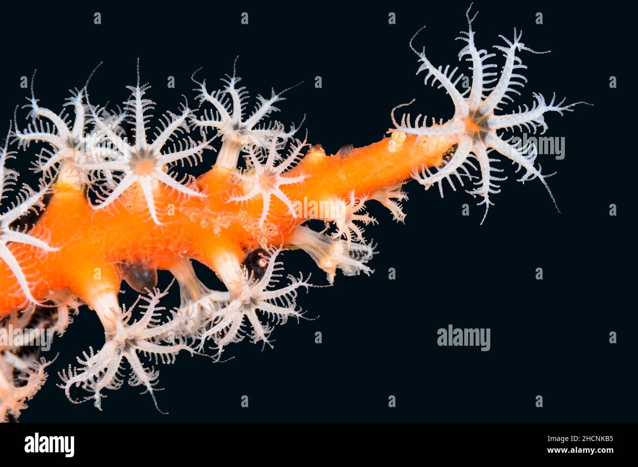 Corallo di fiocchi di neve, Carijoa riisei, Alor, Nusa Tenggara, Indonesia, Pacifico Foto Stock